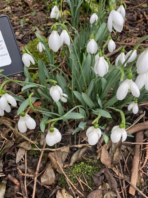 Galanthus Sarnott — The Botanic Nursery And Gardens