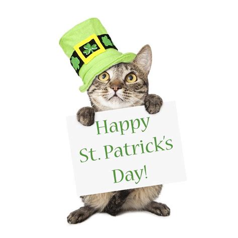 List 90 Pictures St Patricks Day Cat Images Completed