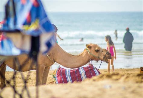 Quand Partir Au Maroc Pour Un Voyage Inoubliable Kayak