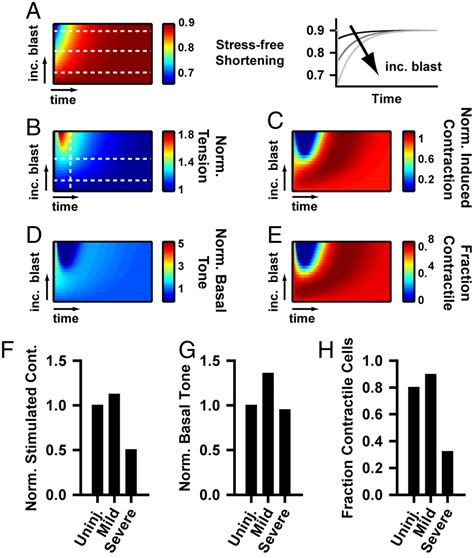 Blast Induced Phenotypic Switching In Cerebral Vasospasm Pnas