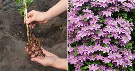 How to Plant & Grow Clematis - the Perennial Climbing Showpiece