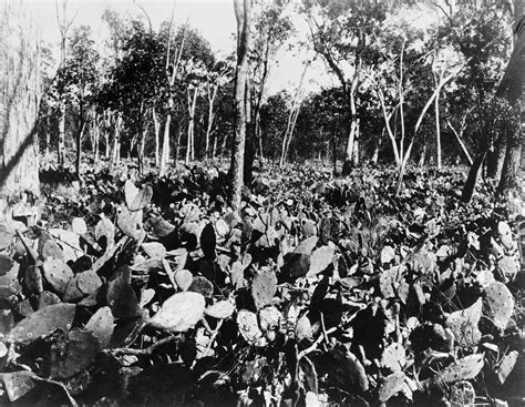 Prickly pear eradication | National Museum of Australia