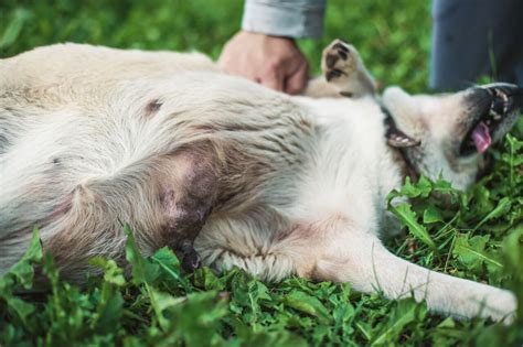 Mastitis In Dog Symptoms Causes And Treatment Ask Fido