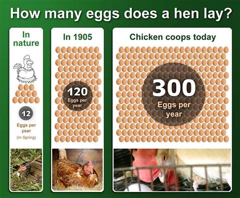 Extranioser How Many Eggs Does A Hen Lay Each Year Well That