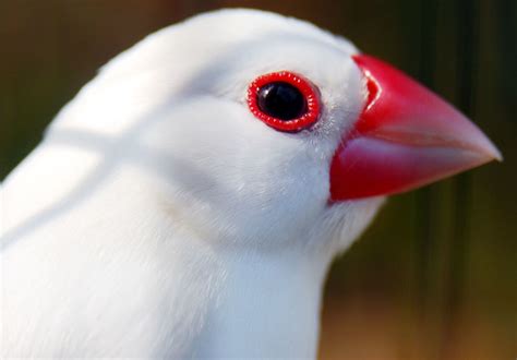 White Java Sparrow A Photo On Flickriver