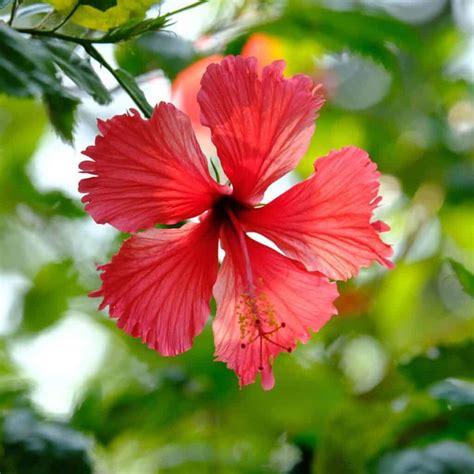 Types Of Hibiscus Exploring Different Species And Varieties