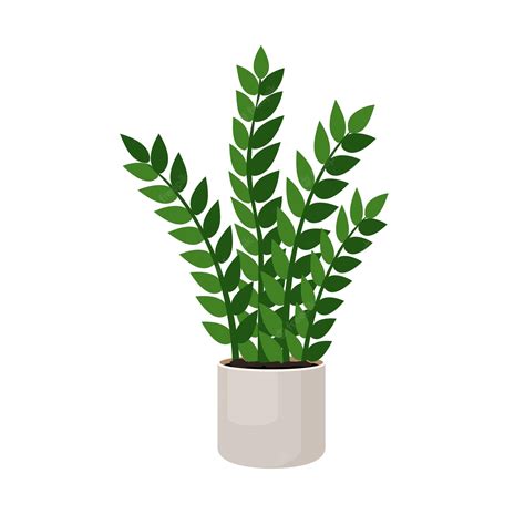 Premium Vector | Indoor plant zamioculcas in a pot