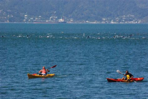 Scoop Photos: Dolphins in Wellington Harbour | Scoop News
