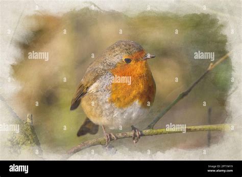 A Digital Watercolour Painting Of A European Robin Redbreast Erithacus