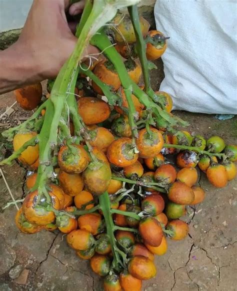 Buah Pinang Tua Segar Per Kg Lazada Indonesia