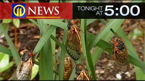 Sound Of Cicadas Its About To Get A Lot Louder Is Explaining Why