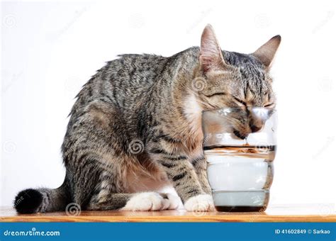 Cute Cat Drinking Water Stock Image Image Of Drinking 41602849