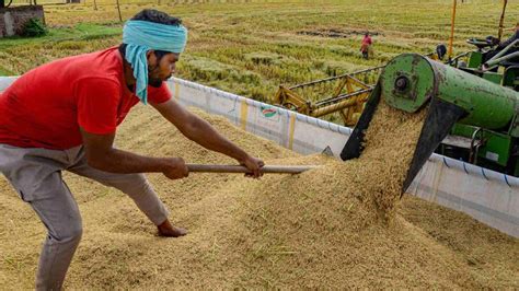 Paddy Procurement To Begin From Tomorrow In Haryana Punjab Video