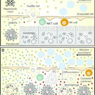 Damage-associated molecular patterns link inflammation to cell death in ...