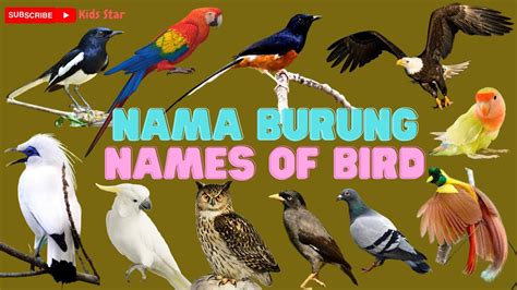 Belajar Mengenal Nama Nama Burung Learning The Name Of Birds