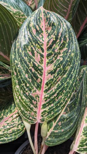 Aglaonema Ana Vivero R O Fr O