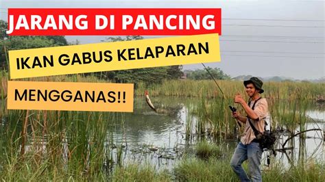 Spot Bahaya Mancing Casting Toman Gabus Soft Frog Umpan Tiruan Minow