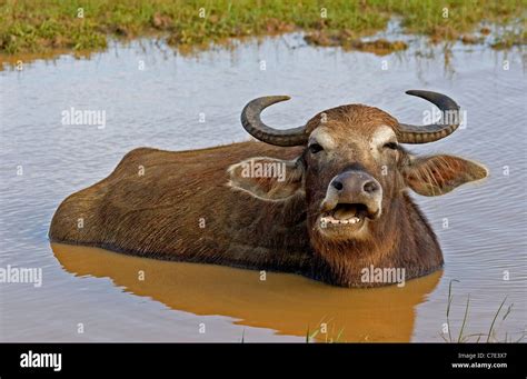 Water Buffalo Hi Res Stock Photography And Images Alamy