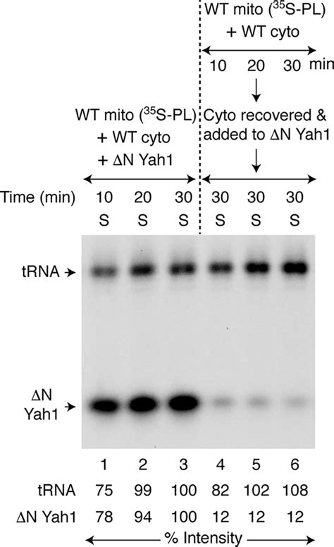 Mitochondria Export Ironsulfur And Sulfur Intermediates To The