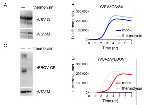 Rvsvg Ebov Entry Occurs Faster With Proteolytically Processing Gp