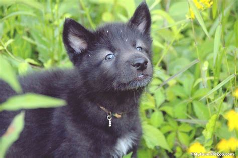 high content wolf pup and wolf hybrids for sale wolf ambassadors available, wolf dog, wolf ...