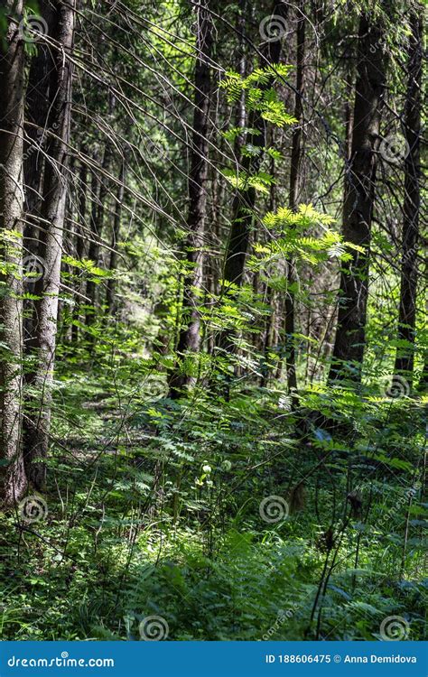 Forest with Dense Vegetation in the Sun. Vertical Stock Image - Image ...