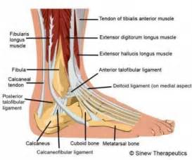 Ankle Sprain Information - Sinew Therapeutics