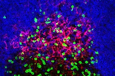 Germinal Centers IMAGE EurekAlert Science News Releases