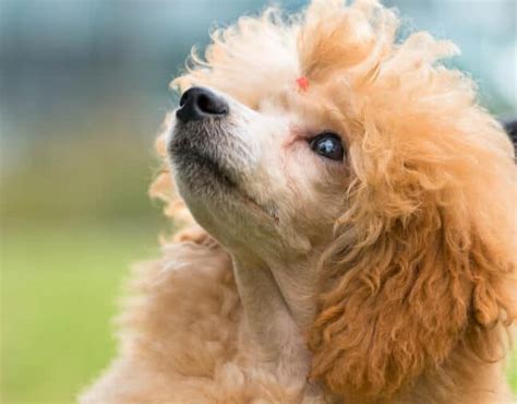 Esperanza De Vida Y Cuidados Del Caniche Toy Planeta Caniche