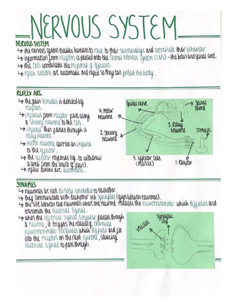 The Nervous System Homeostasis Response Revision Poster Aqa Gcse