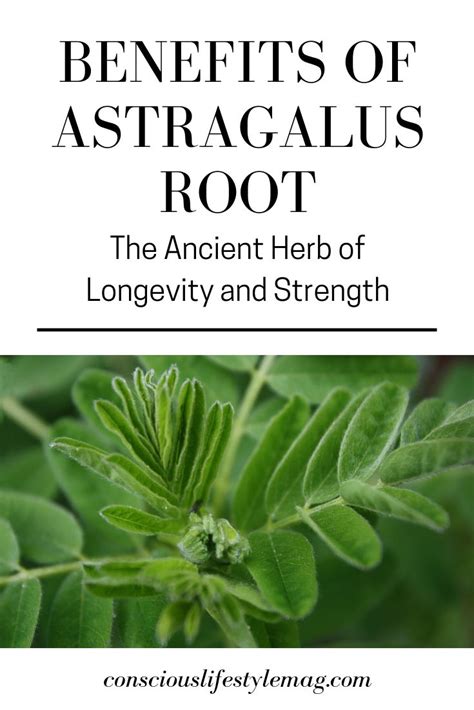 The Miraculous Benefits Of Astragalus The Ancient Herb That Repairs