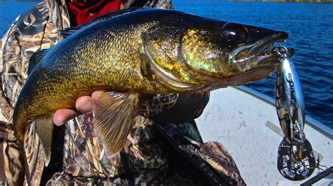 Trolling Crankbaits For Walleye On Miniss Lake Youtube