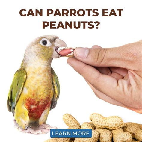 Can A Parrot Eat Toast Everything You Need To Know