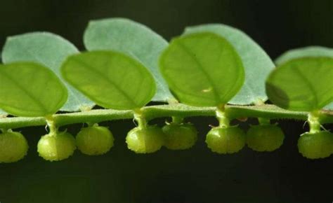 Phyllanthus niruri seed | BELL Garden Company,Wholesale Plant seeds ...