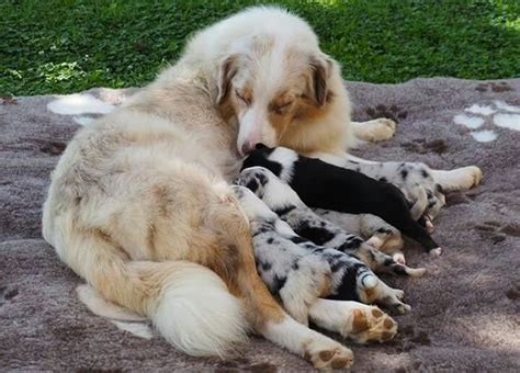 Australian Shepherd With Her Adorable Litter Puppy Litter Australian