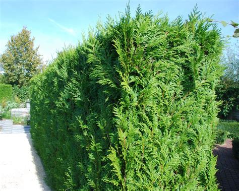 Thuja Brabant Kaufen Lebensbaum