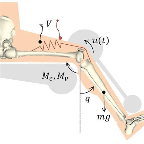 Schematic 1 Of The Knee Joint Dynamics And The Torque Production