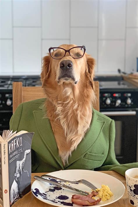 Deux Golden Retrievers Portent Des Vêtements Et Prennent La Pose Dans