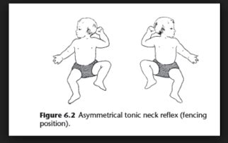 Developmental Milestones Flashcards Quizlet