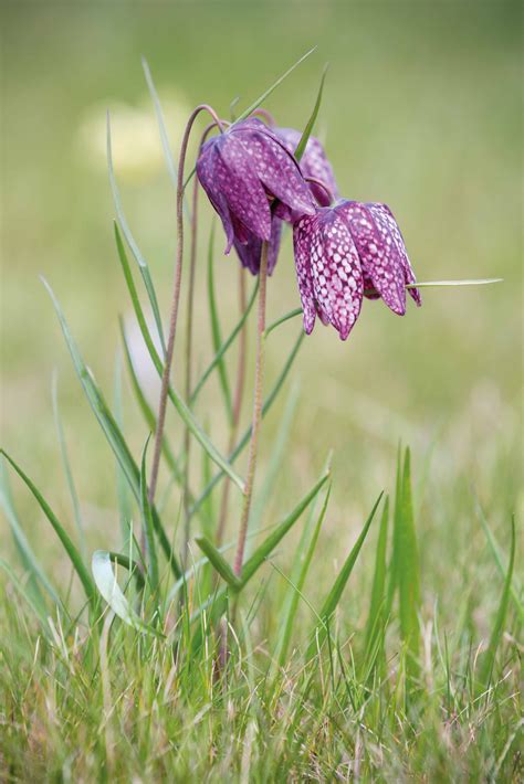 Fritillaria: everything you need to know about growing fritillaries ...