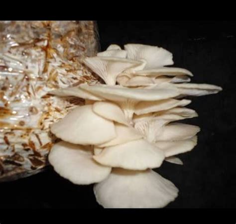 Fresh Oyster Mushroom Packaging Plastic Or Polythene Bag At Rs