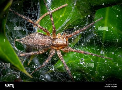 Top View Of A Grass Spider Genus Agelenopsis Waiting In Its Funneled