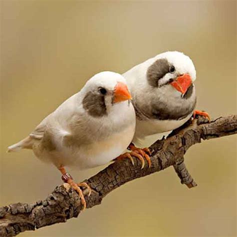 Buy White Cheek Finch Pair for Sale Online in Pakistan - Taj Birds