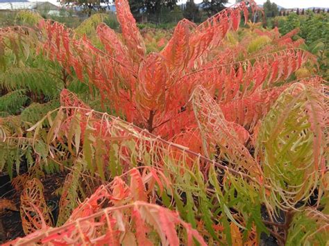 Rhus Typhina Laciniata