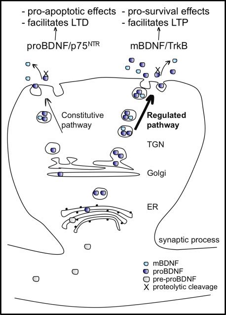 Bdnf Processing Packaging And Secretion In Neurons Bdnf Is