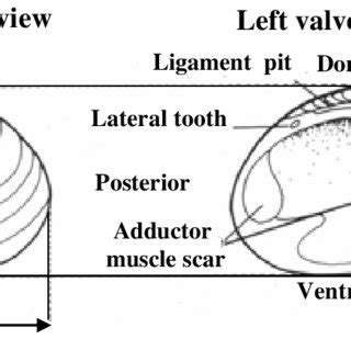 sketch diagram showing the measured pelecypod shell parameters; height ...