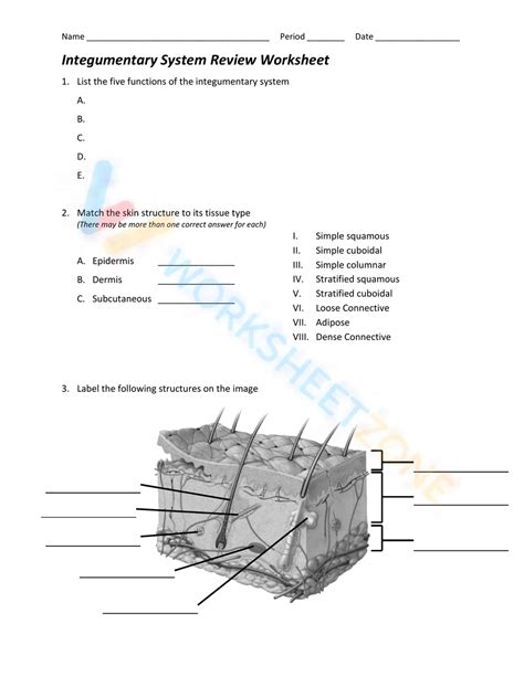 Integumentary System Worksheet