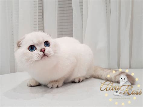 Scottish Fold kittens with blue eyes | AlvaRoss.com