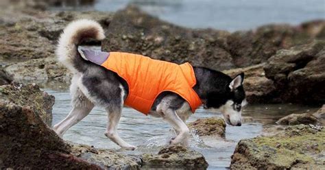 9 of the Best Waterproof Dog Coats | PetMoneySaver