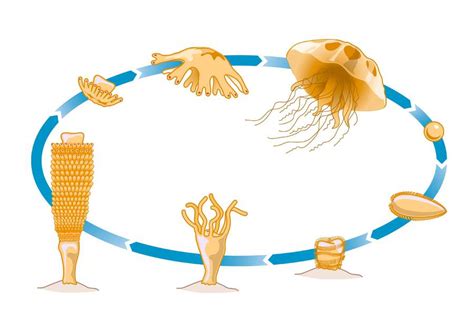 The immortal jellyfish – How It Works